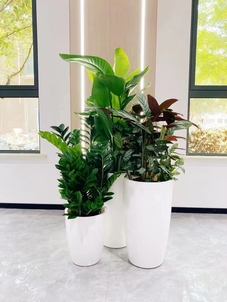 奉化绿植租摆价格实惠